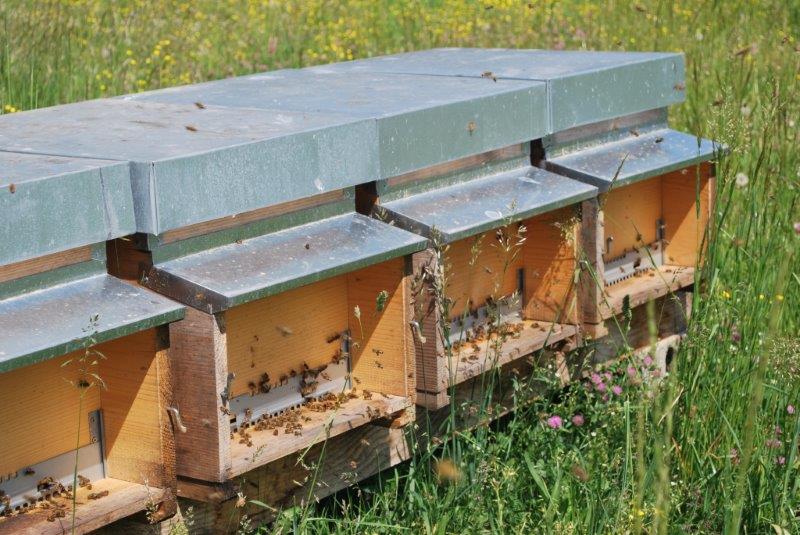 Unsere Bienen