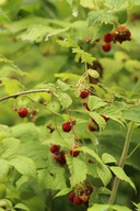 himbeeren.jpg